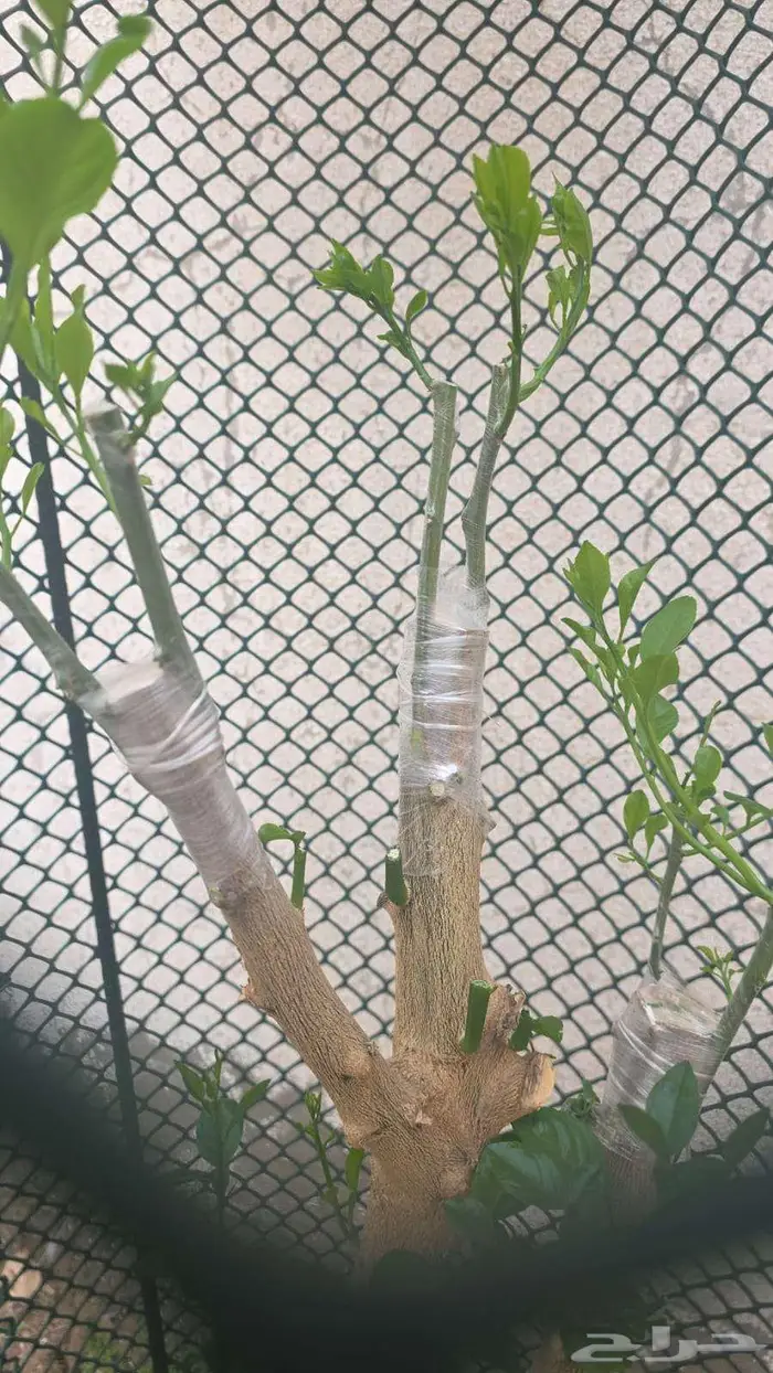 فنى تطعيم وتقليم وعناية ومتابعة أشجار الفواكة والموالح 7