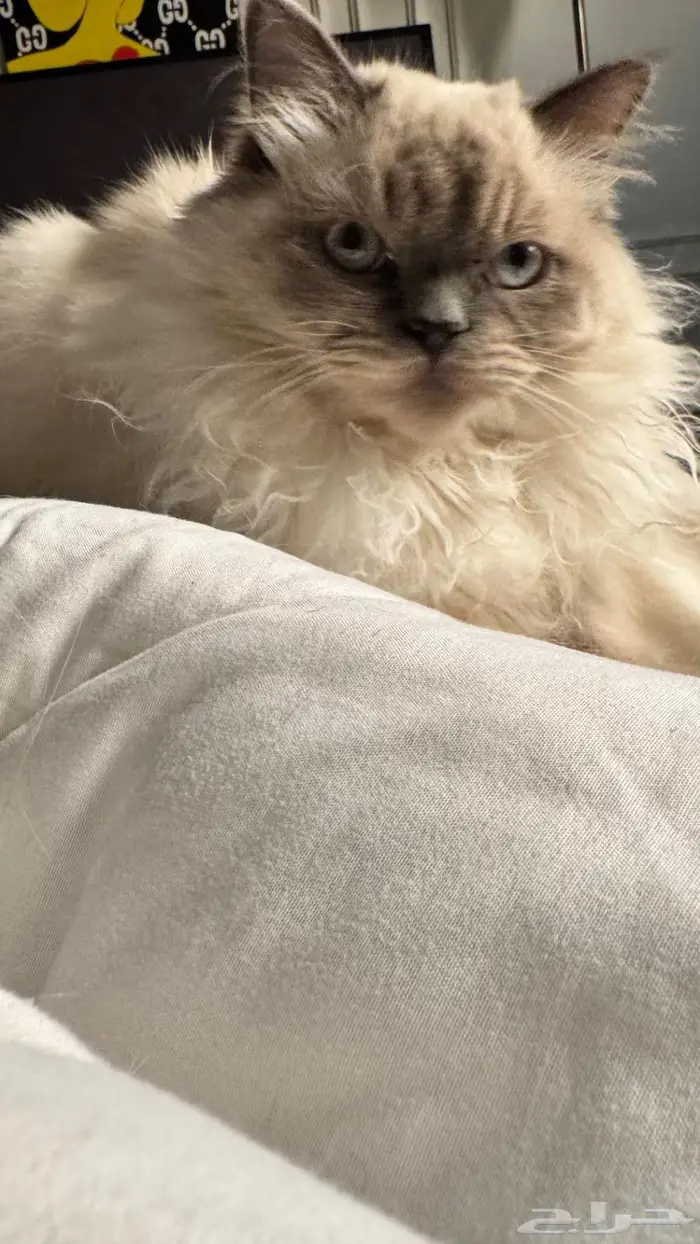 قطط هملايا 0