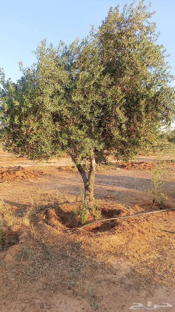 اشجار زيتون متفرع شكل انيق 0