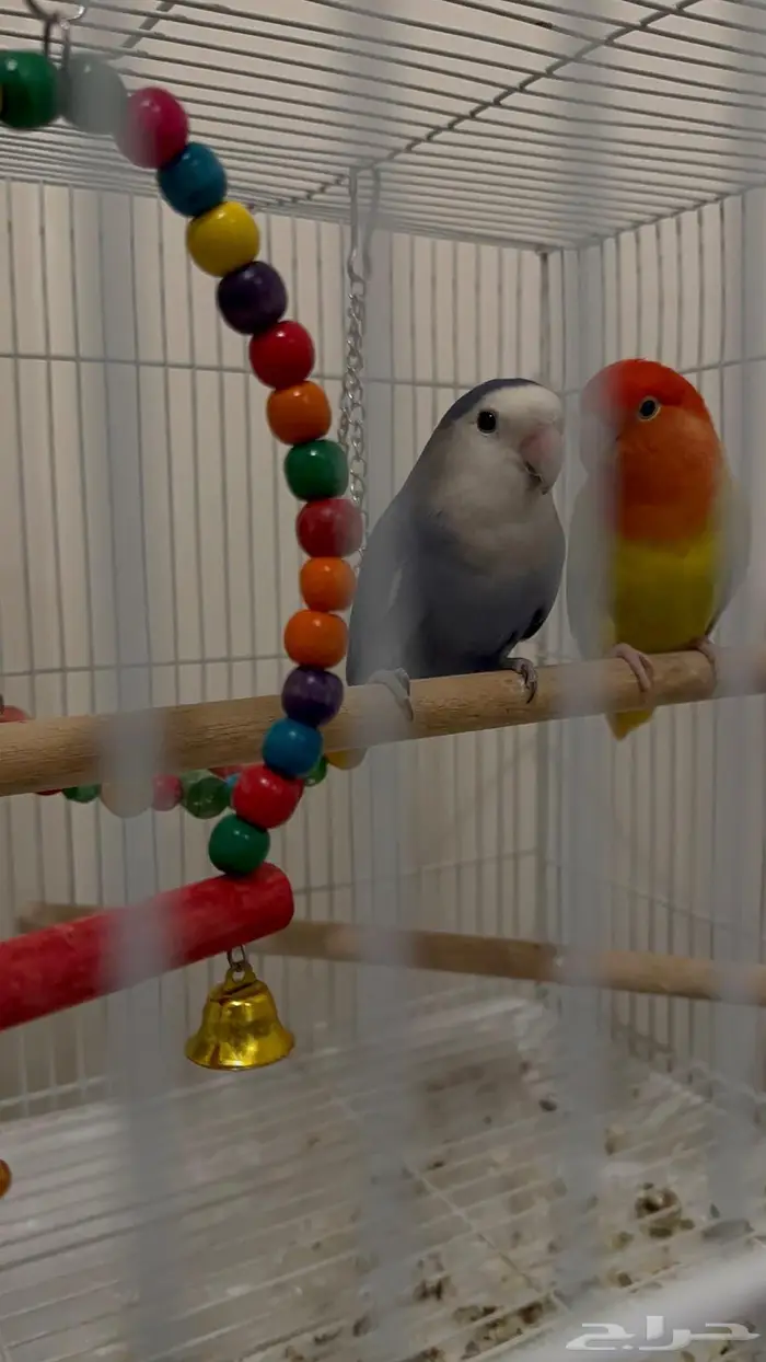 زوج كناري ملون 1