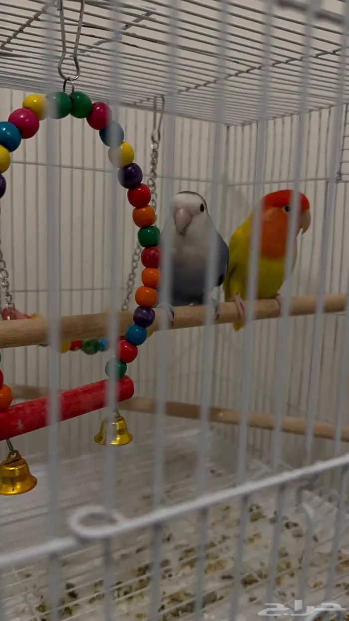 زوج كناري ملون 2