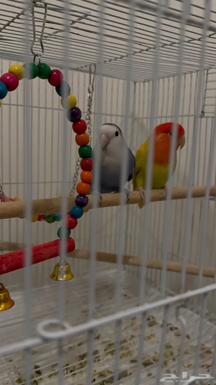 زوج كناري ملون 0