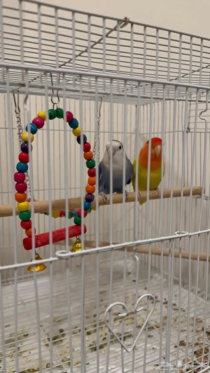 زوج كناري ملون 3