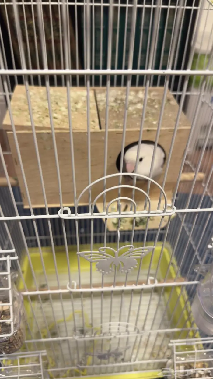 جوز روز للبيع 1