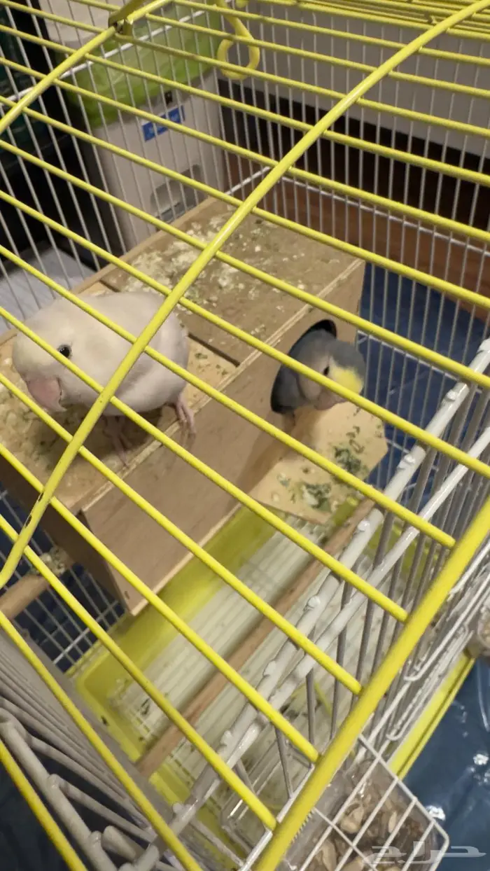 جوز روز للبيع 0