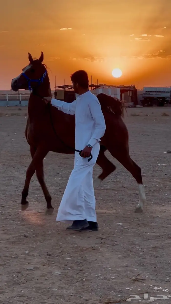 مهره عربيه أصيله 0