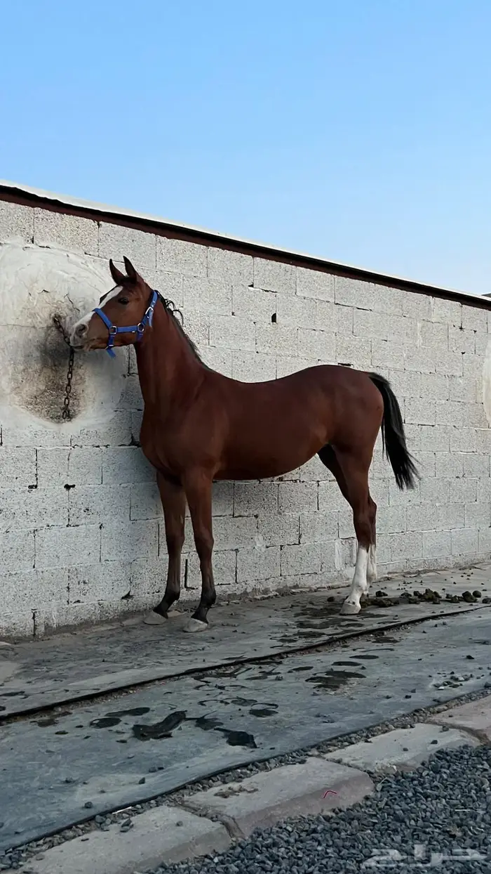 مهره عربيه أصيله 2