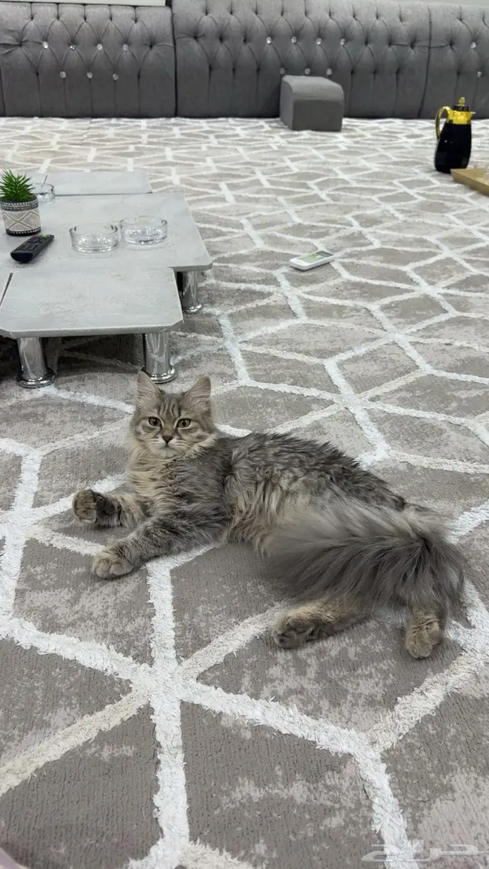 قطه شيرازيه تطلب تزاوج سريع 0