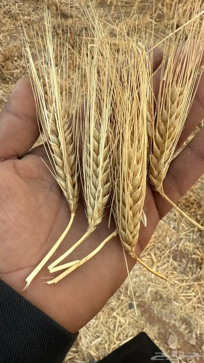 بذر شعير سداسي (جستو) 7