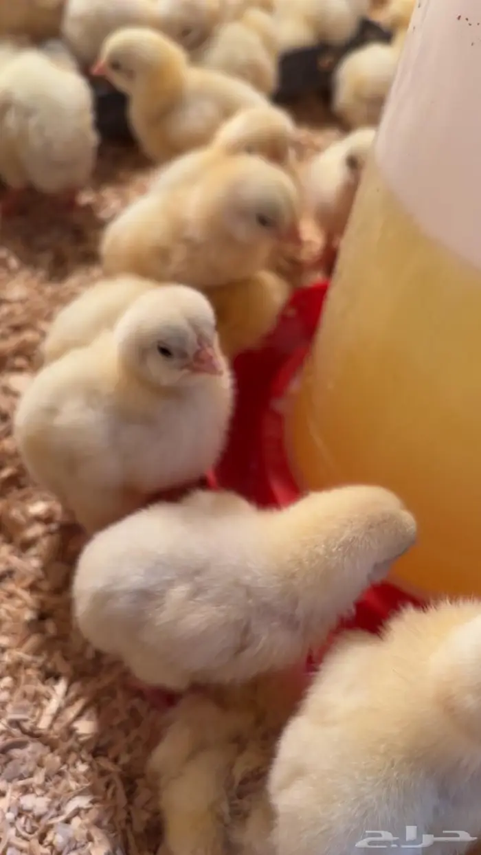 صوص دجاج لاحم 0