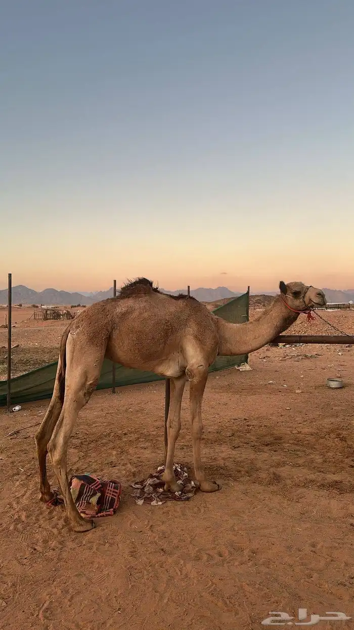 قعود حق ولد الحنيش للروضاني وامه مهجنه 0