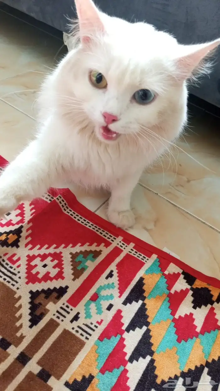 قطوه للبيع 0