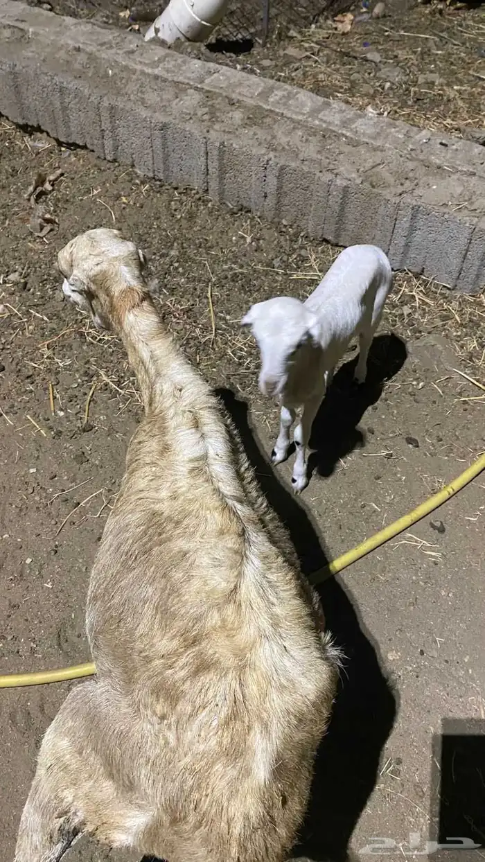 نعجه منتوج برخله السن لفاف 0