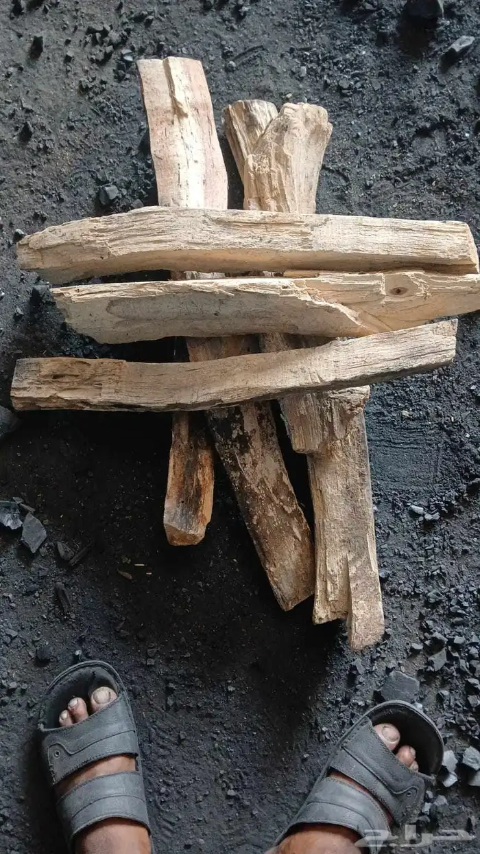 حطب طلح سوداني والشاف 9