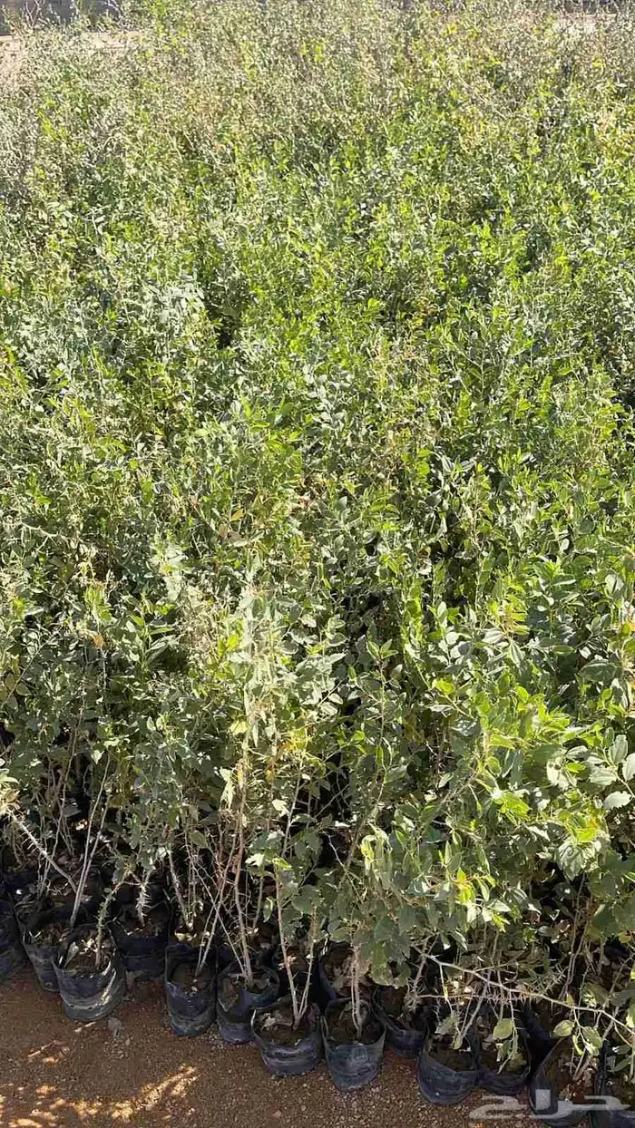 سدر بلدي شتلات 0