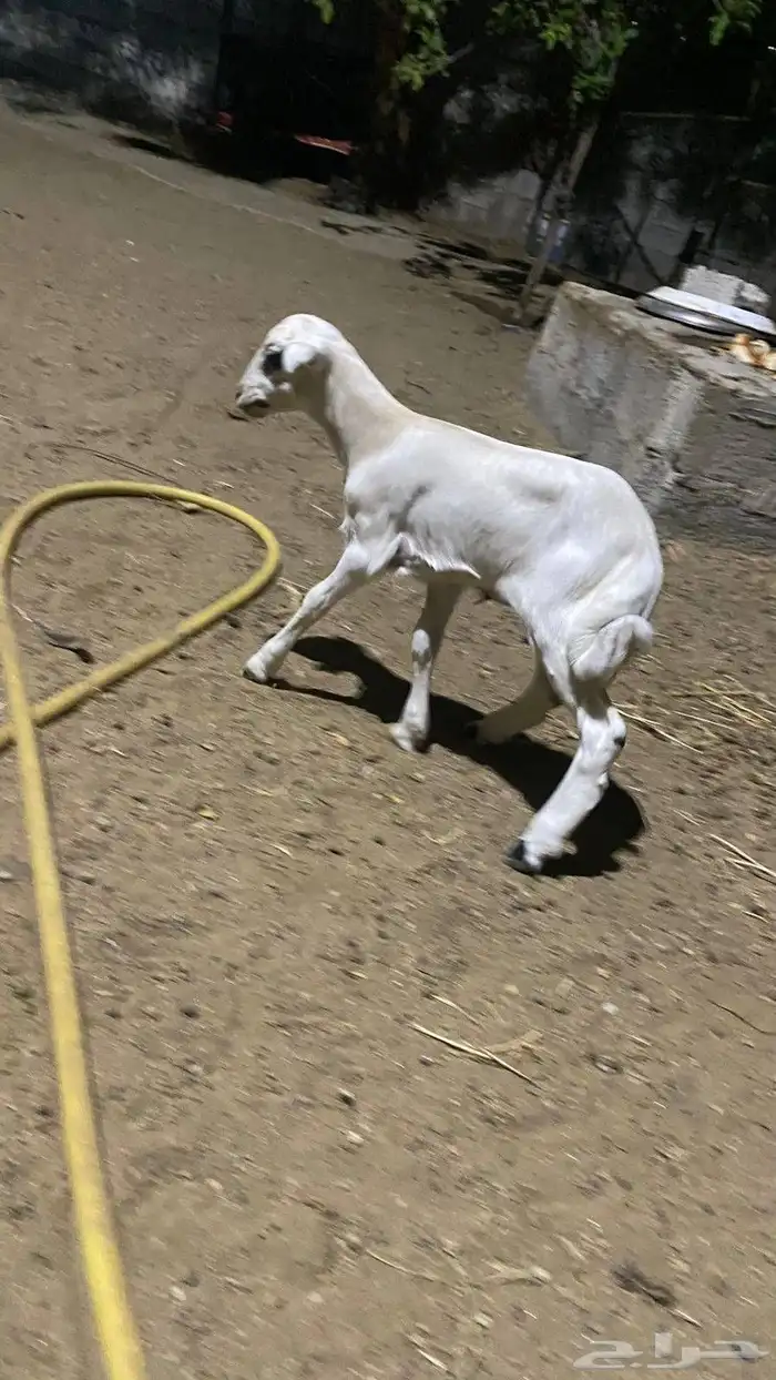 نعجه منتوج برخله السن لفاف 5