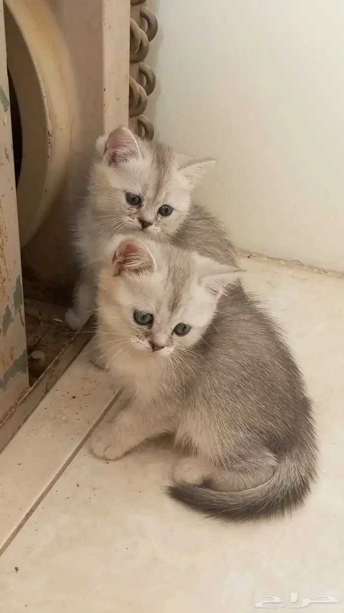 قطوه للبيع 1