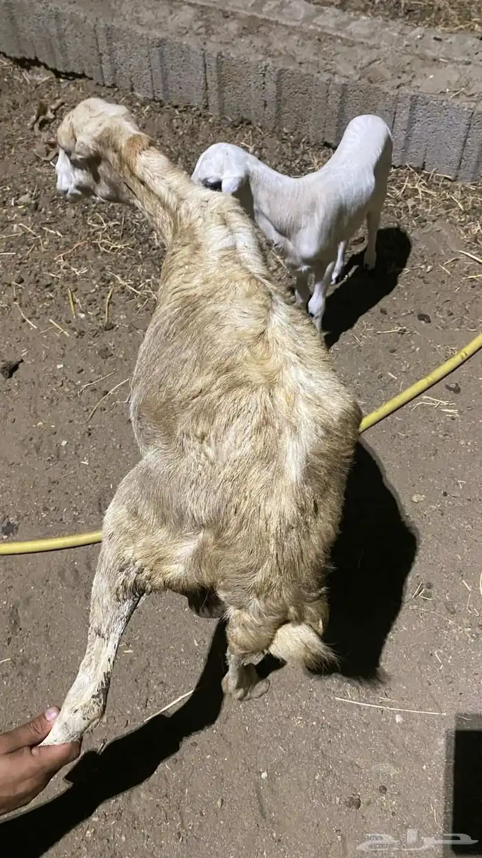 نعجه منتوج برخله السن لفاف 1