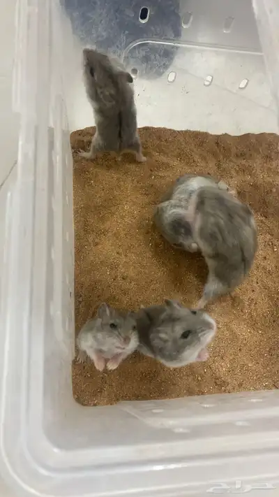 هامسترات روسي كامبل index