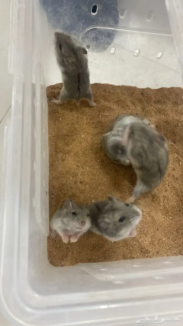 هامسترات روسي كامبل 0