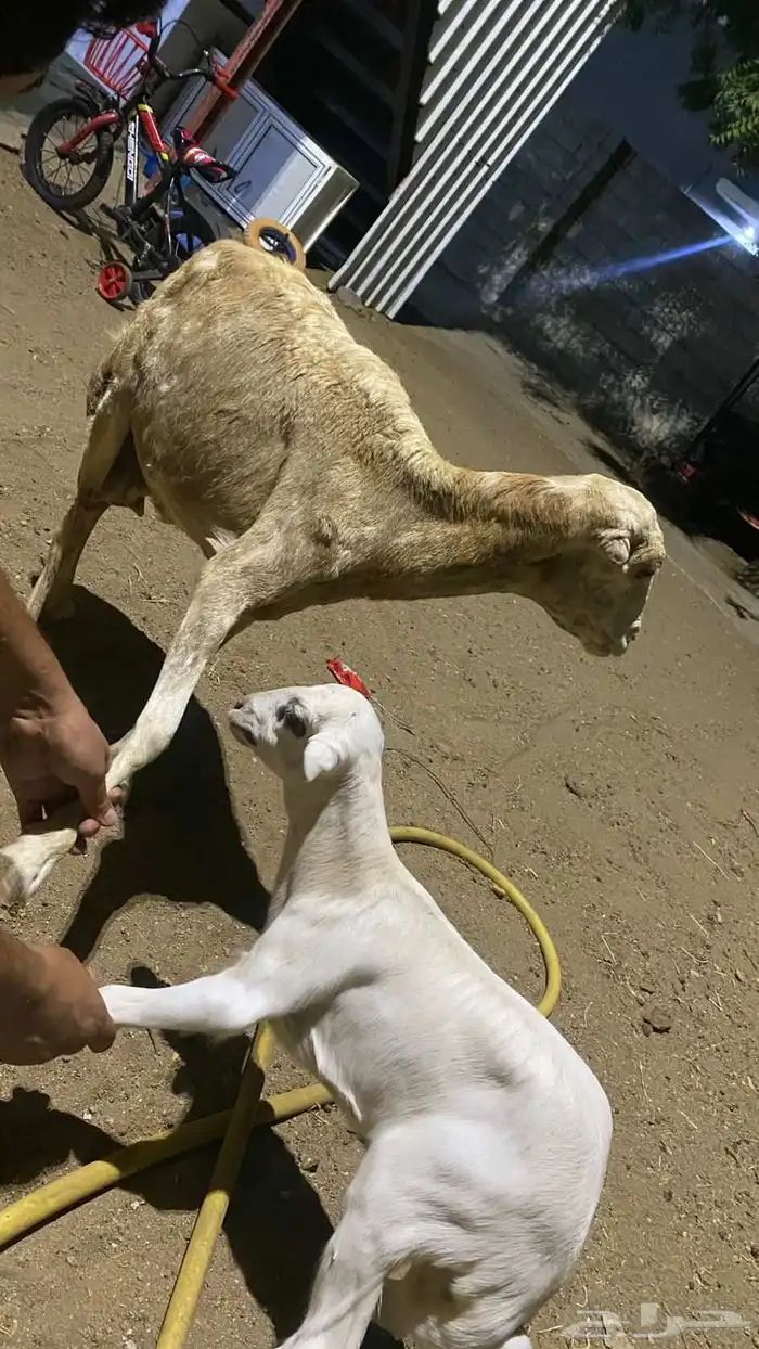 نعجه منتوج برخله السن لفاف 3