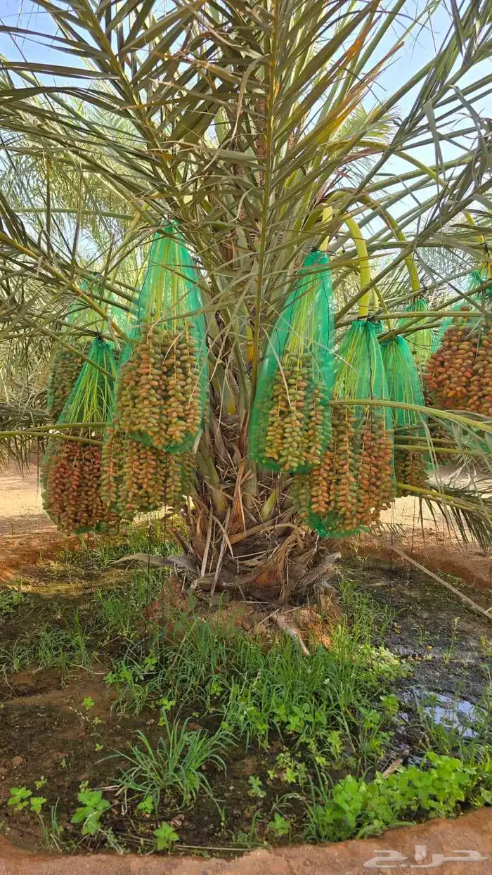 نخل للبيع نخل مثمر مجدول صقعي سكري خلاص الحساء خضري برحي 1