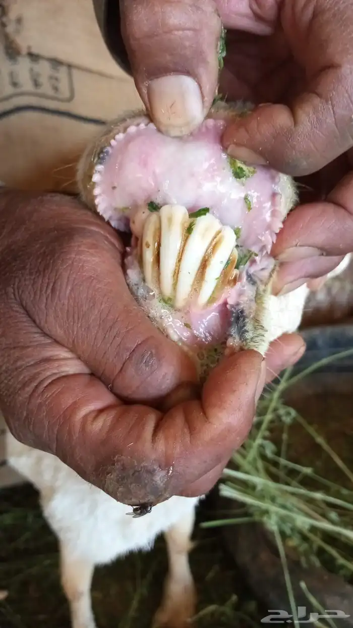 رفيديه والد 2