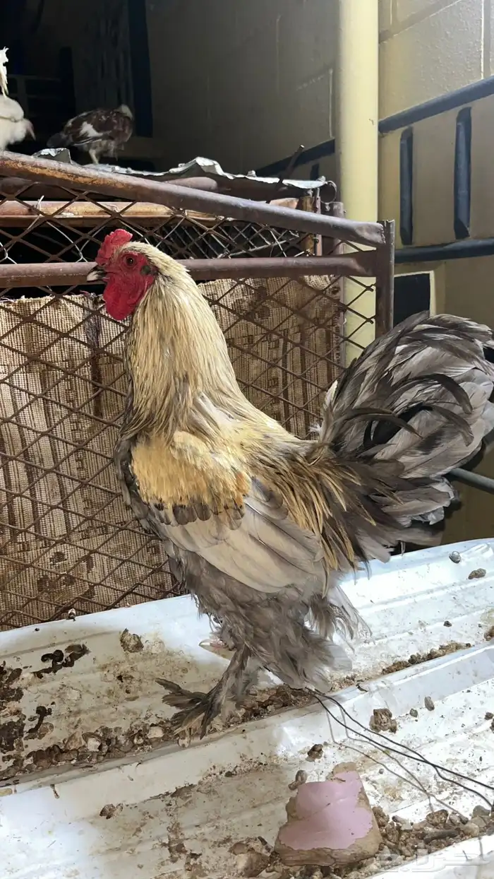 ديك براهما. 0