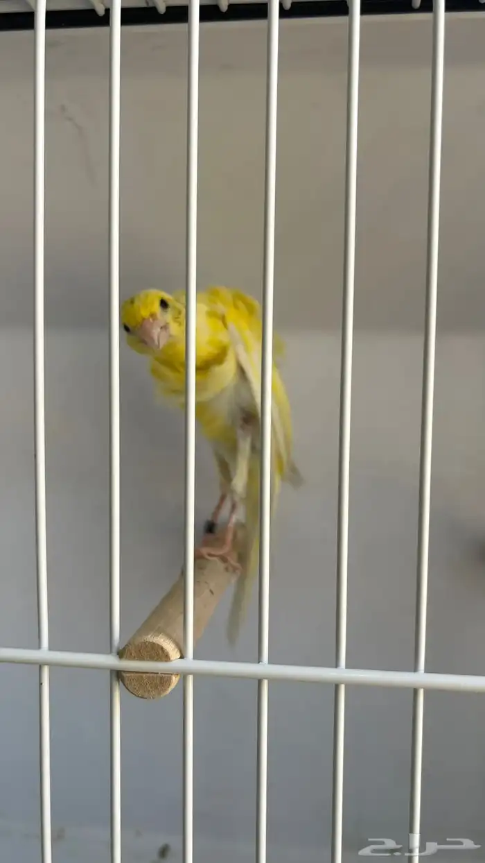 كناري جوسوب كوبرا مستوى خورافي وتغريد شرطط حريقه. 2