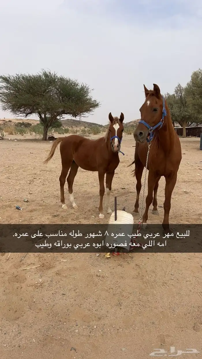 مهر 1