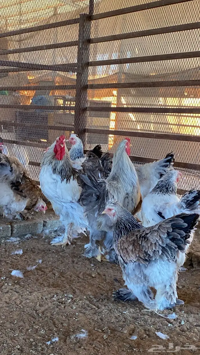 دجاج براهما 1