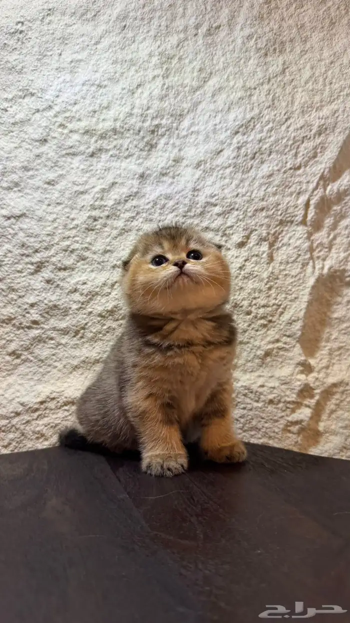 قطط سكوتش تربل فولد وبرتش للحجز 1