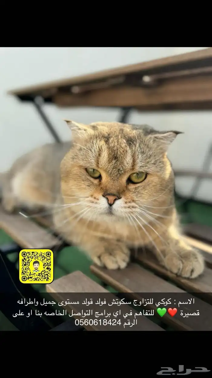 يتوفر ذكور للتزاوج سكوتش وبيكي فيس مستويات جميله والوان 0