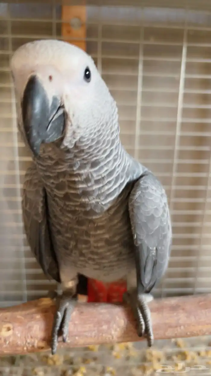 فرخ كاسيكو 10