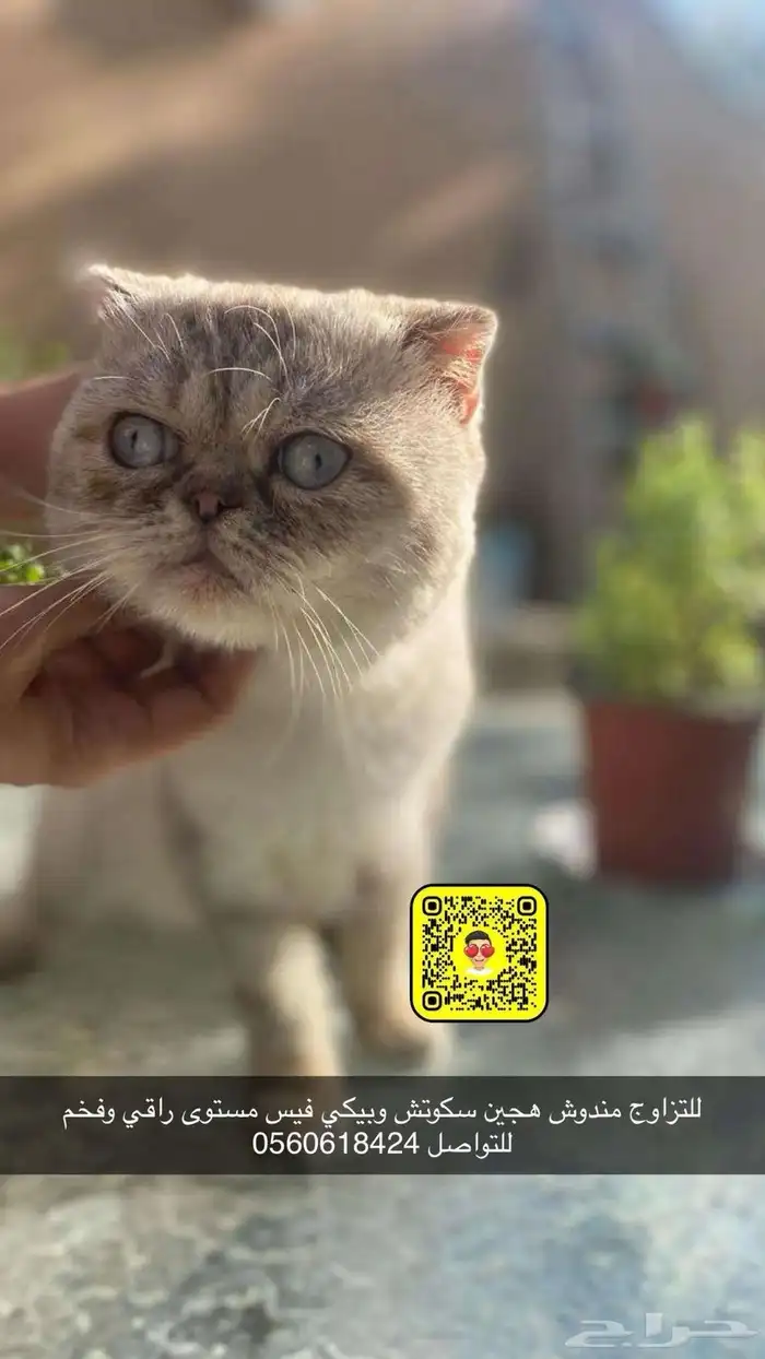 يتوفر ذكور للتزاوج سكوتش وبيكي فيس مستويات جميله والوان 1