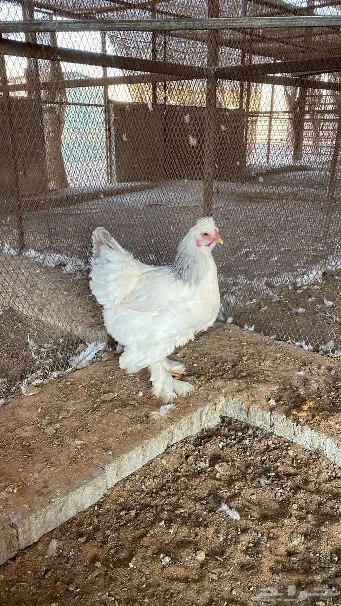 دجاج براهما 4