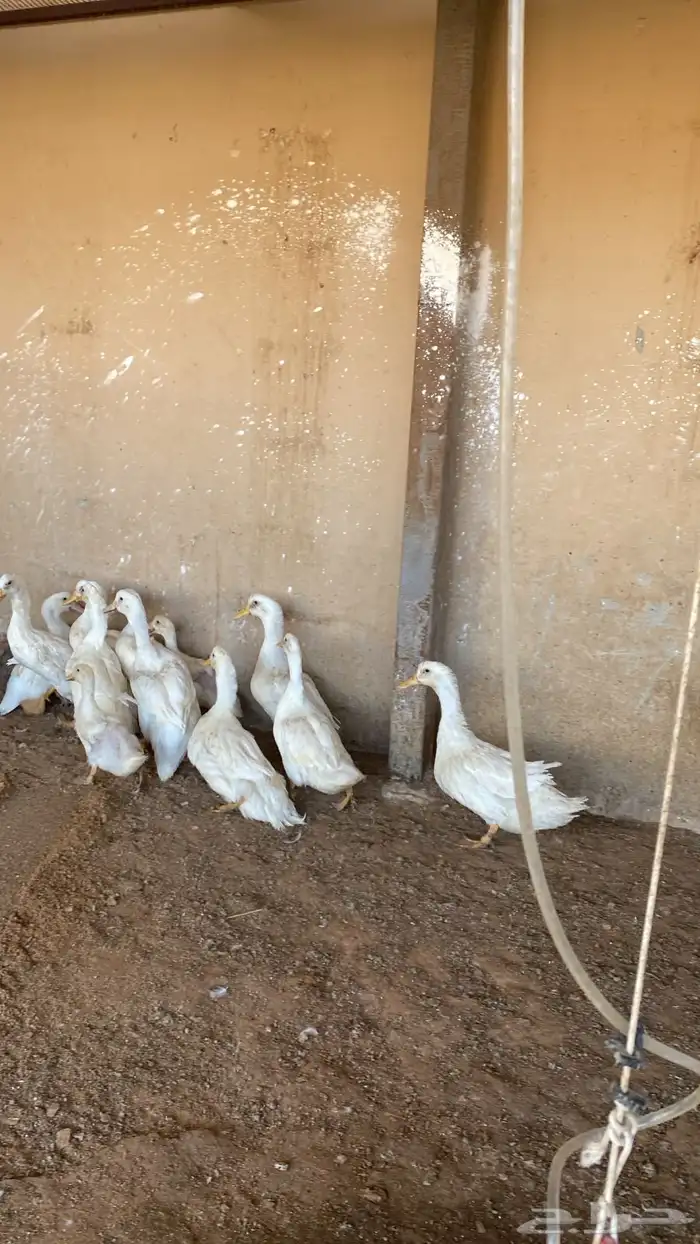 بط بكيني لاحم 1