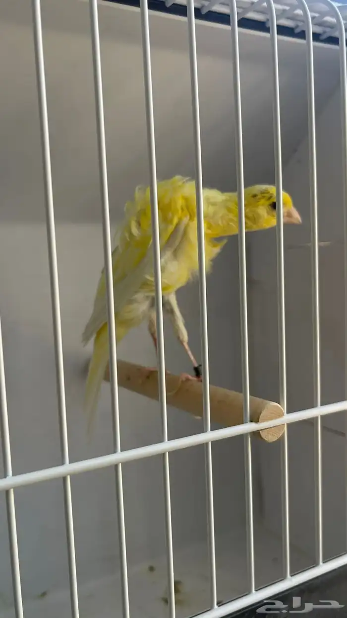 كناري جوسوب كوبرا مستوى خورافي وتغريد شرطط حريقه. 0