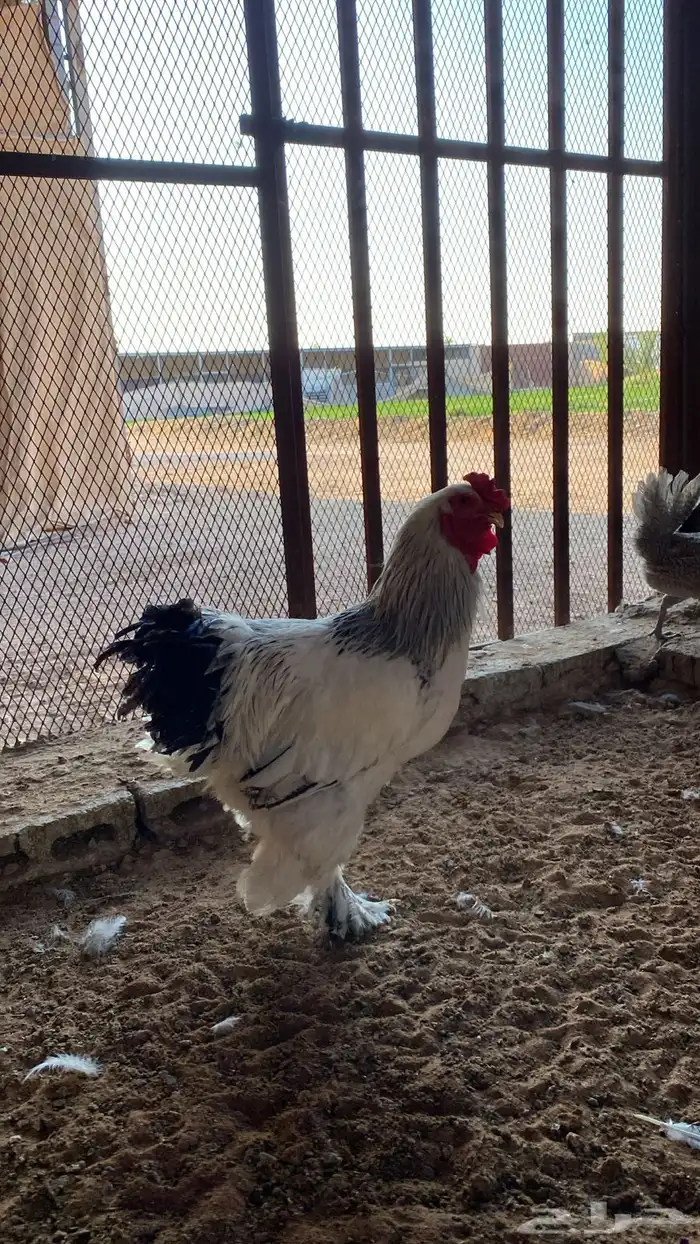 دجاج براهما 3