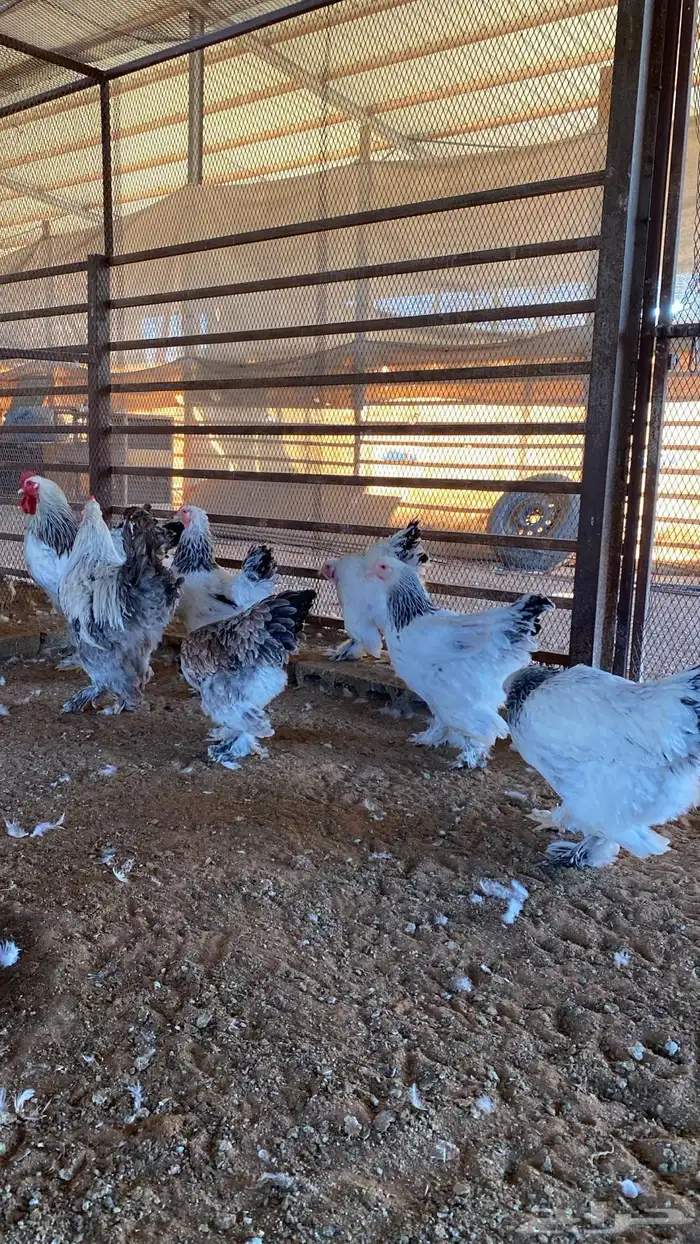 دجاج براهما 0