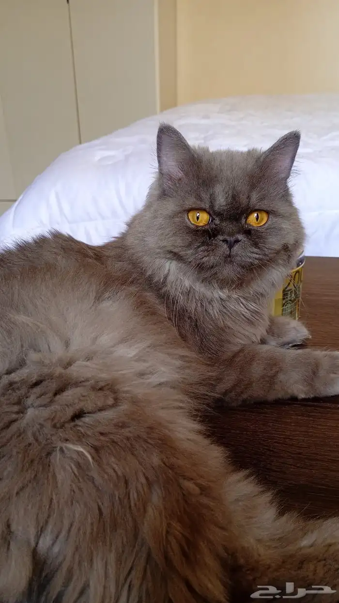 قط انثى ذكر هملايا بيور للبيع 3