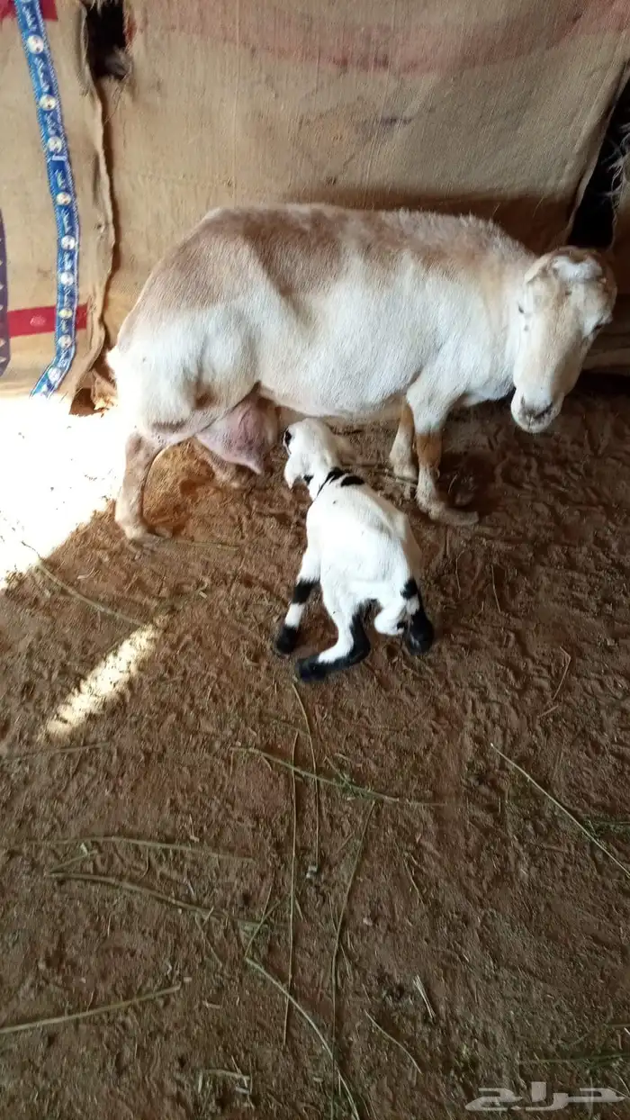 رفيديه والد 1