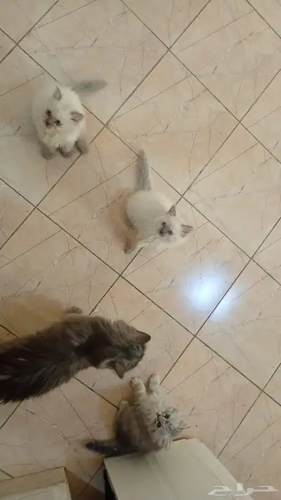 قط انثى ذكر هملايا بيور للبيع index