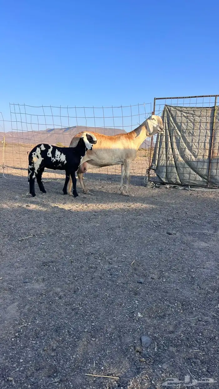 للبيع سواكنيه فاخره تحتها رخل 0