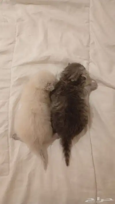 قط انثى ذكر هملايا بيور للبيع index