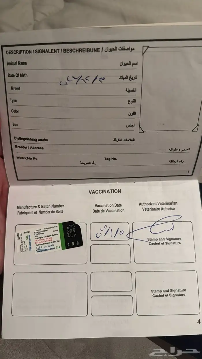 كلب للبيع مستعجل 4