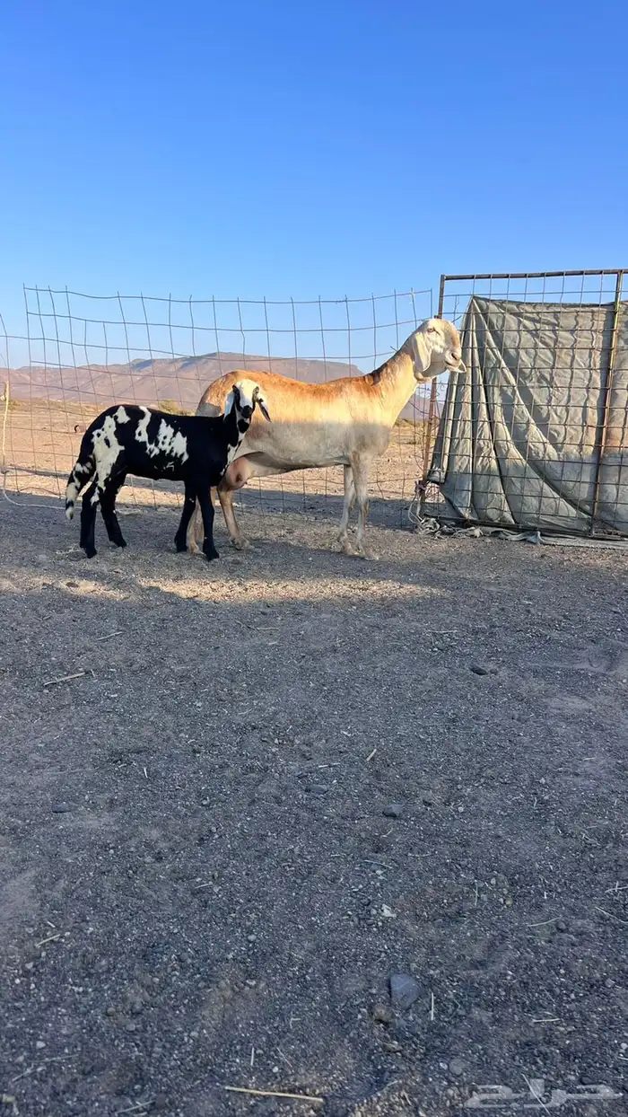 للبيع سواكنيه فاخره تحتها رخل 1