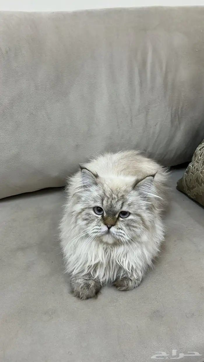 وجدت قط مفقود 0