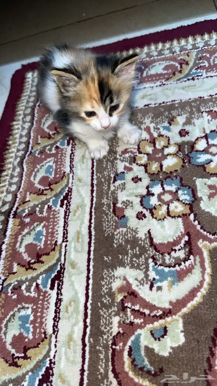 قطه كتن لتبني 1