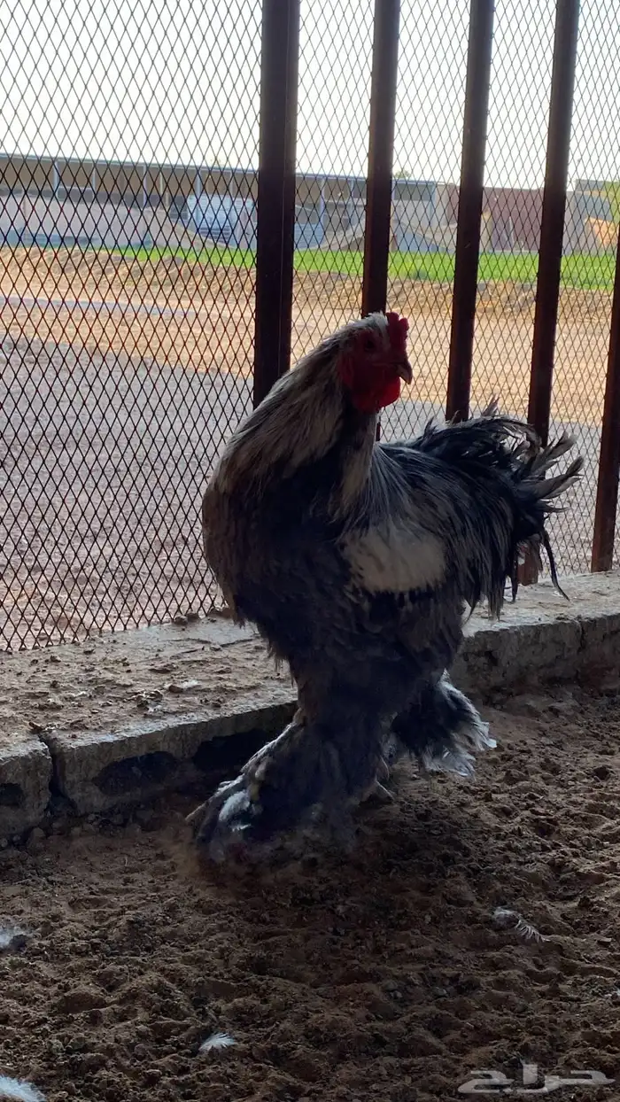 دجاج براهما 2